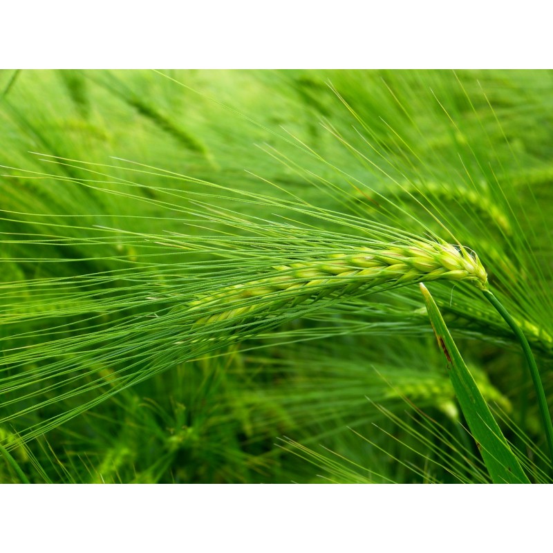 Gerstengras Gerstengras