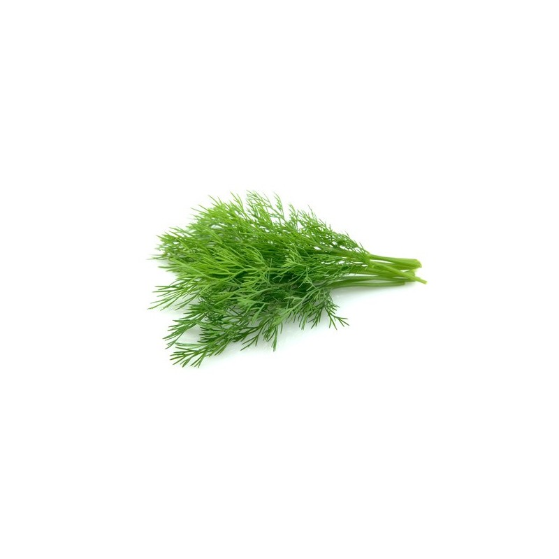 Fenchel Fenchel