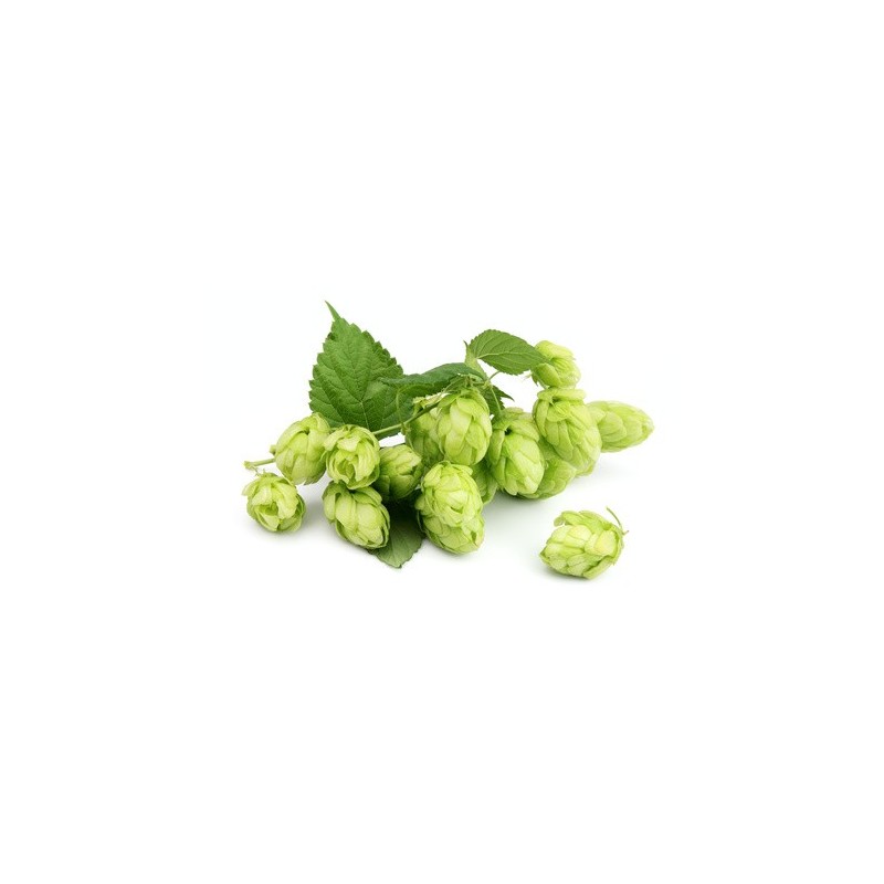 Hopfen Hopfen