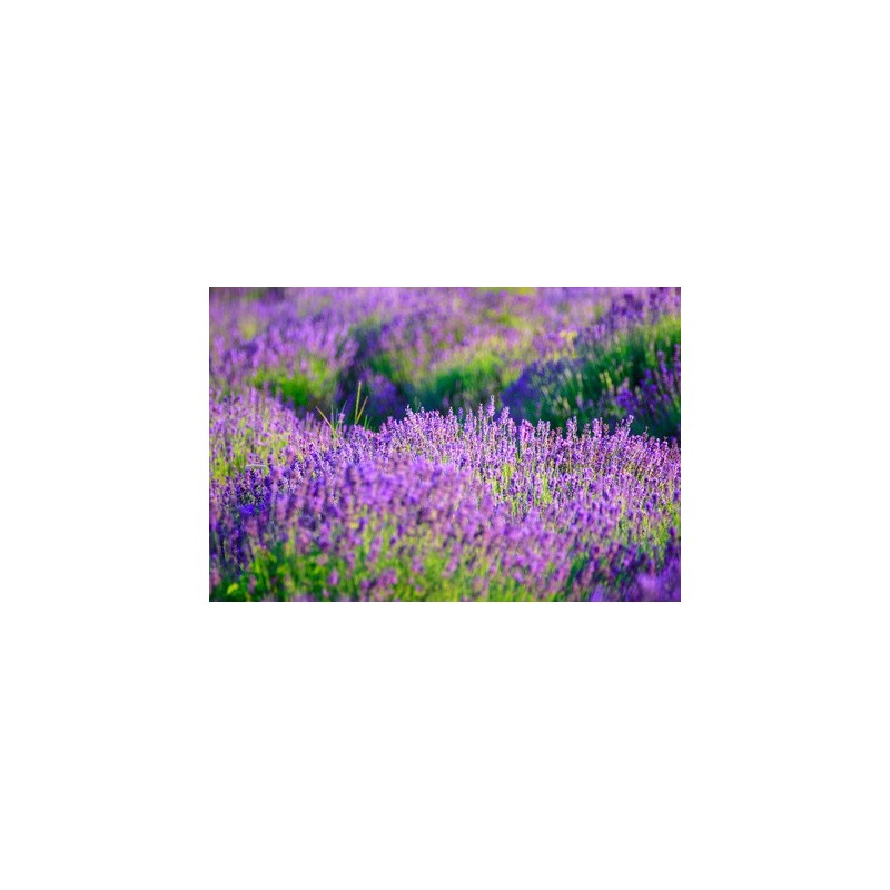 Lavendel Lavendel